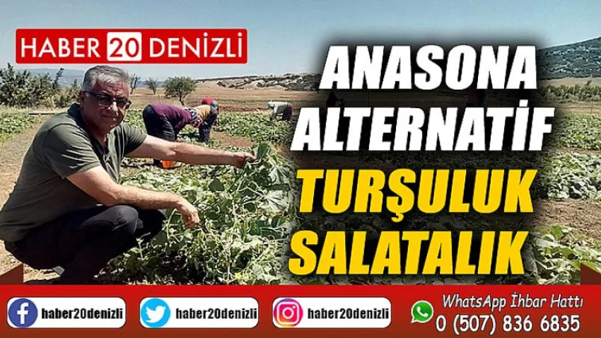 Anasona alternatif, turşuluk salatalık