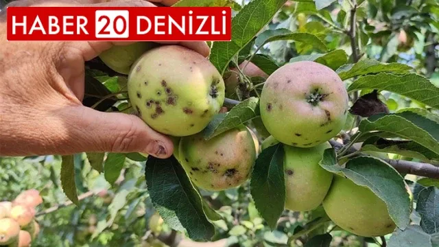 Elma üreticilerinin başı ‘kara leke’ ile dertte