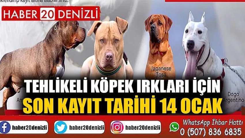 Tehlikeli köpek ırkları için son kayıt tarihi 14 Ocak