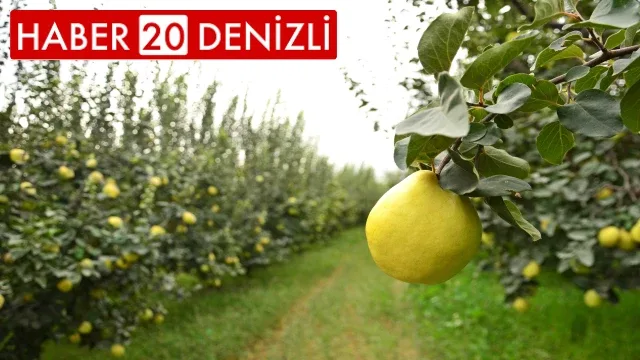 Türkiye ayva üretiminin yüzde 4’ü Denizli’de gerçekleşiyor
