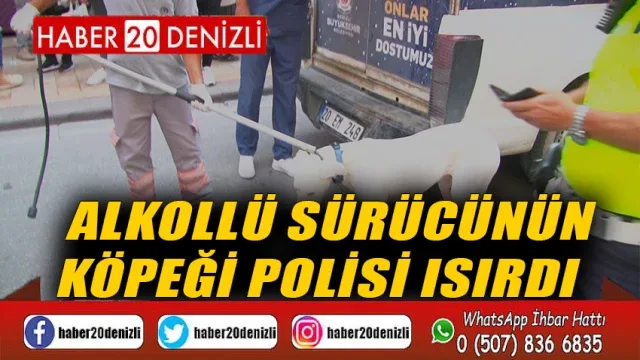 Alkollü sürücünün köpeği polisi ısırdı