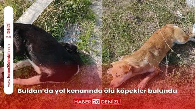 Buldan’da yol kenarında ölü köpekler bulundu