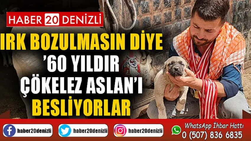 Irk bozulmasın diye ’60 yıldır Çökelez Aslan’ı besliyorlar