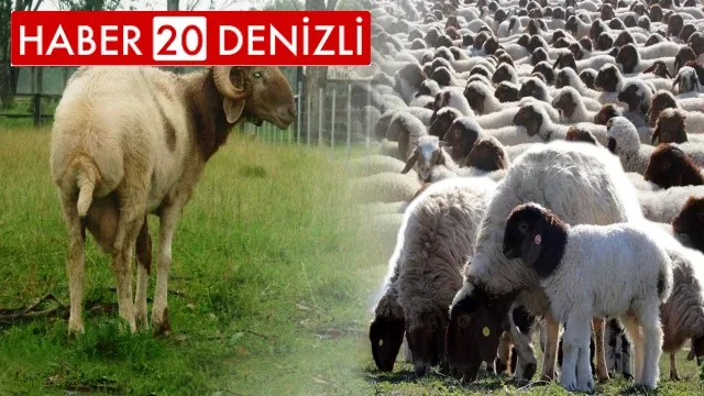 Denizli'de Yetiştiricilere İvesi Koyun Desteği