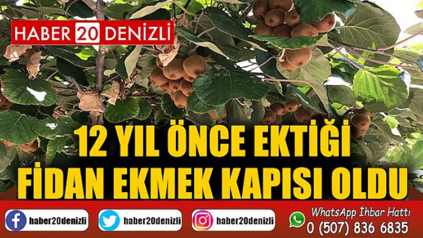 12 yıl önce ektiği fidan ekmek kapısı oldu