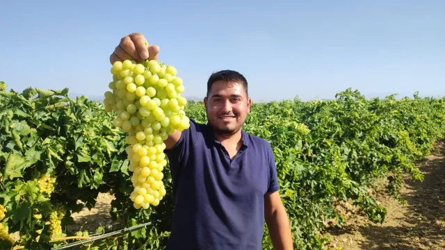 Coğrafi işaretli İsabey çekirdeksiz üzümünde hasat başladı