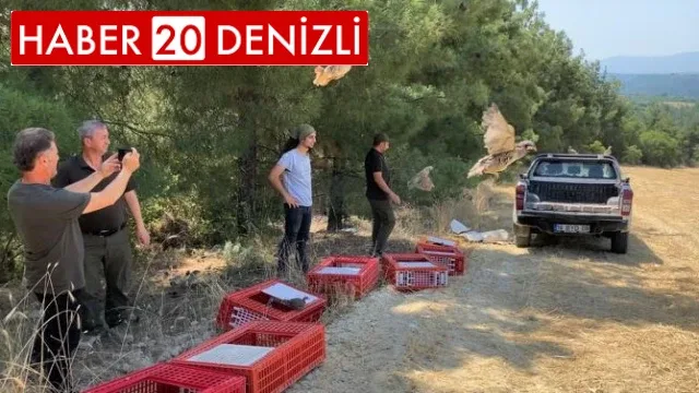 Kınalı keklikler yangın bölgelerine salındı