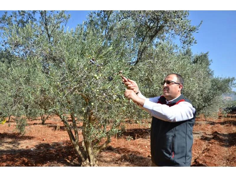 Beyağaç İlçesinde Çiftçi Tarla Okulu Sertifika Töreni Sonrası Zeytin Hasadı Yapıldı