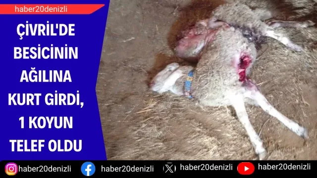 Çivril'de besicinin ağılına kurt girdi, 1 koyun telef oldu