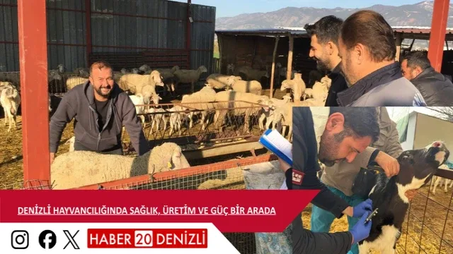 Denizli Hayvancılığında Sağlık, Üretim ve Güç Bir Arada