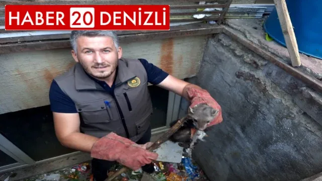 Yağmur suyu mazgalına sıkışan sansar kurtarıldı