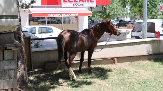 Ahırdan kaçan at ekiplere zor anlar yaşattı