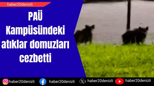 PAÜ Kampüsündeki atıklar domuzları cezbetti