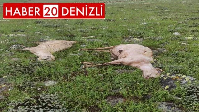 Yıldırımın isabet ettiği sürüde 27 koyun telef oldu