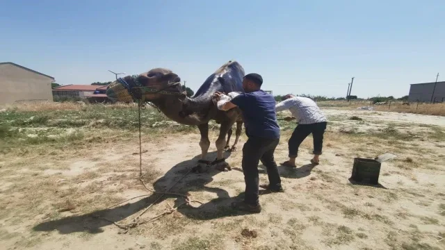 Deve güreşlerinin şampiyonu yaza hazırlanıyor