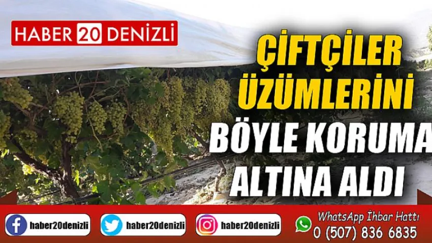 Çiftçiler üzümlerini böyle koruma altına aldı