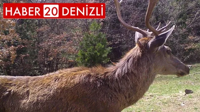 Fotokapanlara yansıyan görüntüler belgeseli aratmadı
