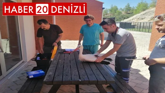 Yaralı leylekler tedavi edildi