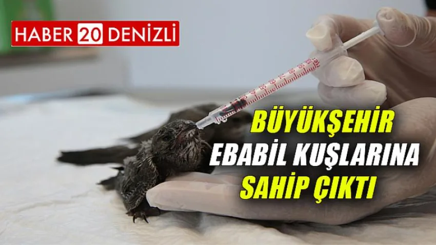 Büyükşehir Ebabil kuşlarına sahip çıktı