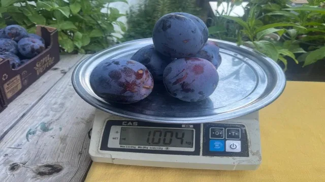 Süleymanlı Yaylasında yetişen eriklerin 5 adedi 1 kilo geliyor