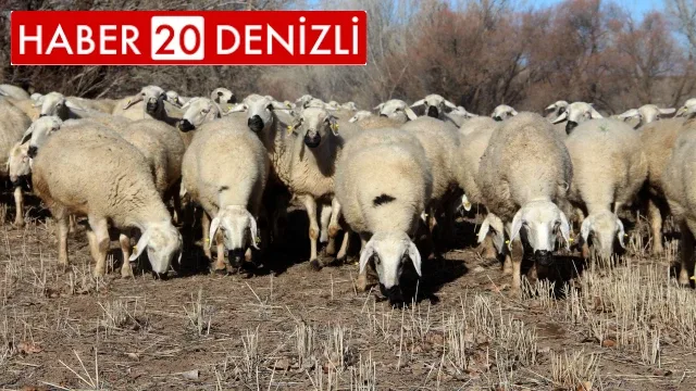 Hayvan otlatmak yasaklandı