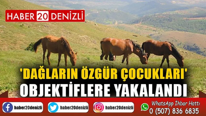 'Dağların özgür çocukları' objektiflere yakalandı