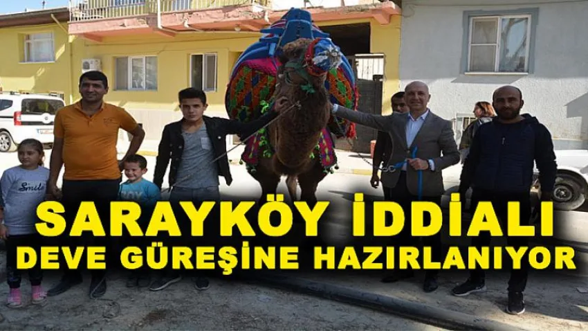 Sarayköy, İddialı Deve Güreşine Hazırlanıyor