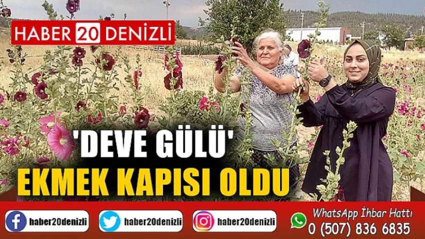 'Deve gülü' ekmek kapısı oldu