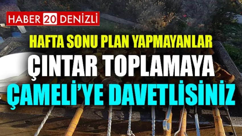 Hafta Sonu Plan Yapmayanlar Çıntar Toplamaya Çameli’ye Davetlisiniz