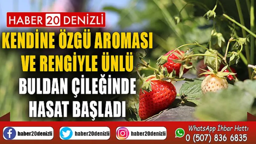 Kendine özgü aroması ve rengiyle ünlü Buldan çileğinde hasat başladı