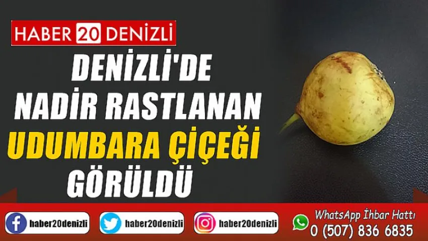 Denizli'de nadir rastlanan Udumbara çiçeği görüldü