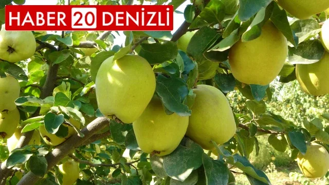 Dalların altın sarısındaki yüksek verim üreticinin yüzünü güldürdü