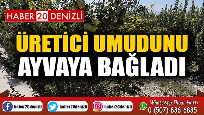 Üretici umudunu ayvaya bağladı