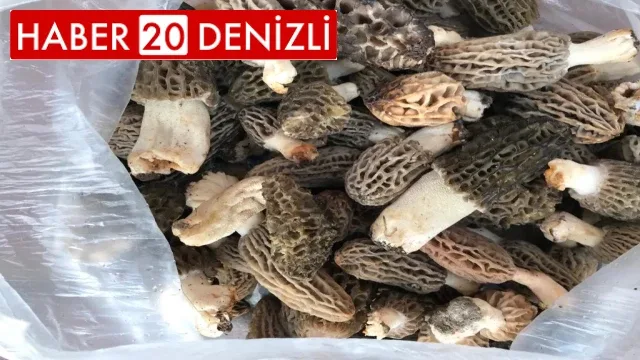 Yağışla birlikte çoğalan kuzugöbekleri yüz güldürüyor