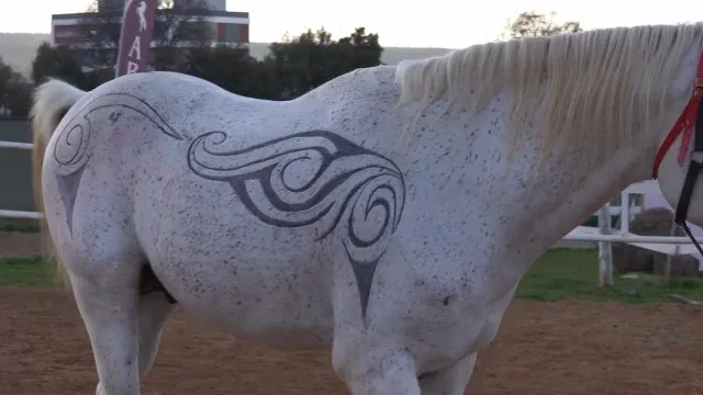 Atın tüylerinden sanat eseri oluşturdu