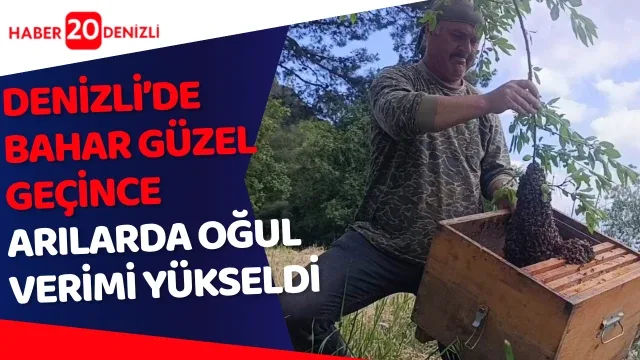 Bahar güzel geçince arılarda oğul verimi yükseldi