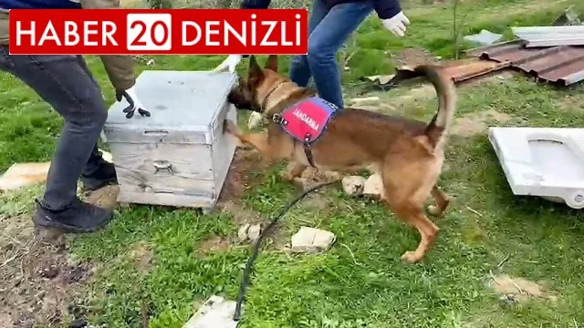 11 kilo esrarı arı kovanı ve sazlıklara gizleyen oğul tutuklandı, baba serbest kaldı