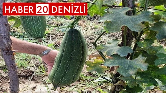 Denizli'de ilk kez lif kabağı yetiştirildi