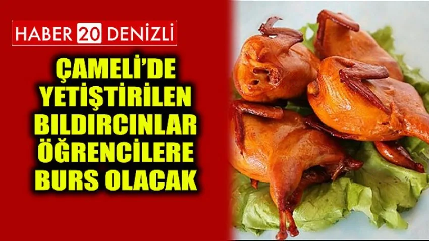 Çameli’de Yetiştirilen Bıldırcınlar Öğrencilere Burs Olacak