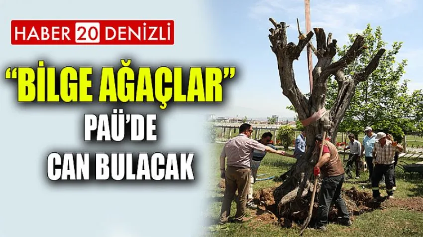 “Bilge Ağaçlar” PAÜ’de Can Bulacak