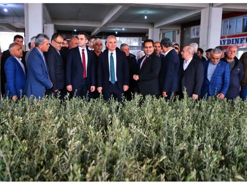 Büyükşehir’den zeytin seferberliği