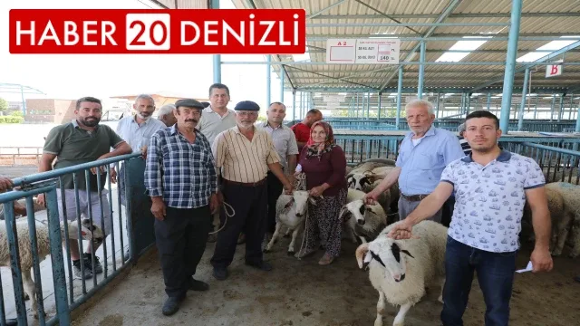 Denizli’de damızlık koç ve teke dağıtımı sürüyor