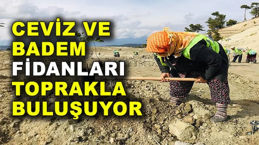 Ceviz ve Badem Fidanları Toprakla Buluşuyor