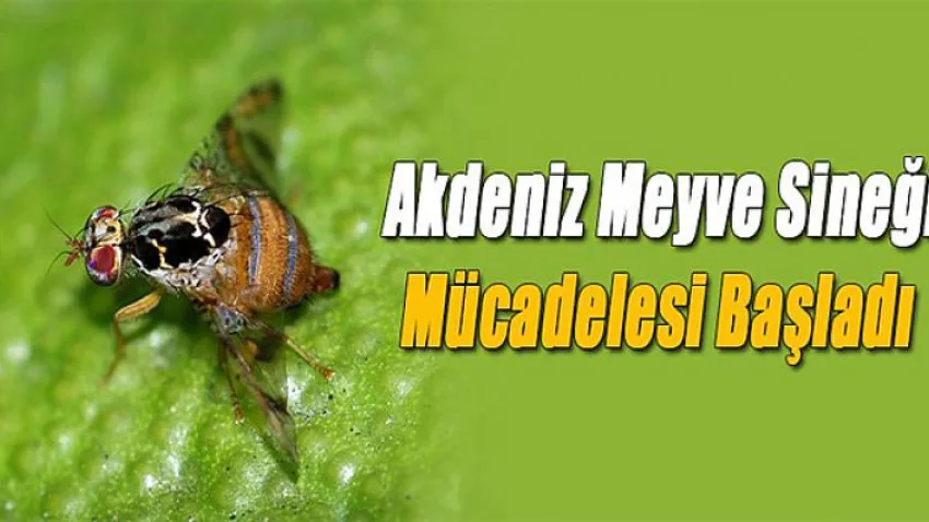 Akdeniz Meyve Sineği Mücadelesi Başladı