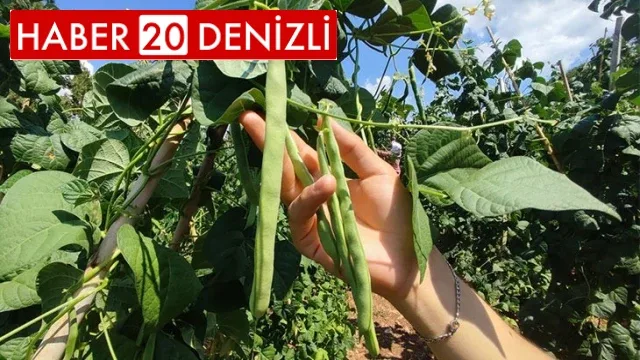 Meşhur Çameli fasulyesinde hasat devam ediyor