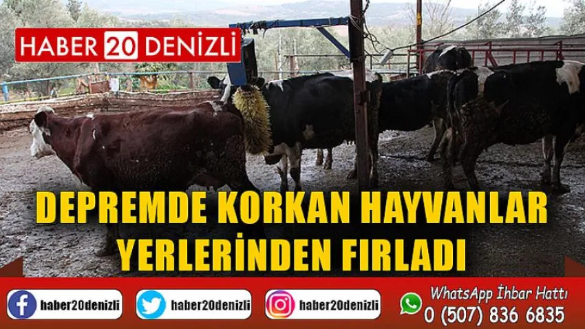 Depremde korkan hayvanlar yerlerinden fırladı