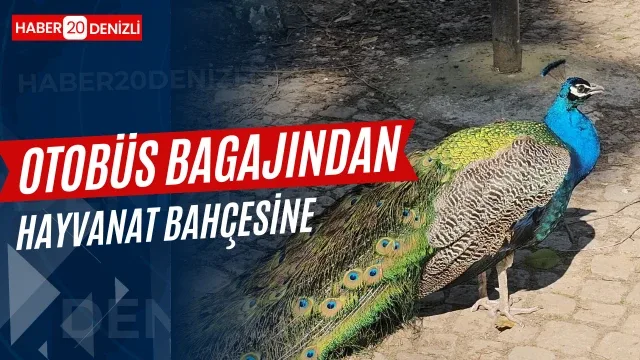 Otobüs bagajından hayvanat bahçesine