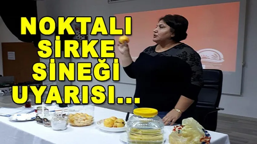 Noktalı Sirke Sineği Uyarısı