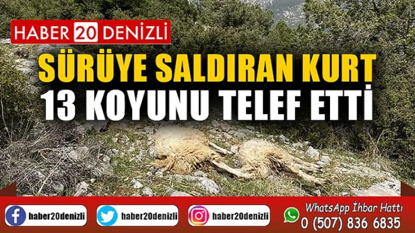 Sürüye saldıran kurt 13 koyunu telef etti