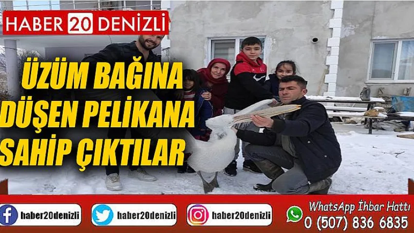 Üzüm bağına düşen pelikana sahip çıktılar